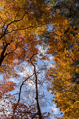 紅葉する木々　栃木県