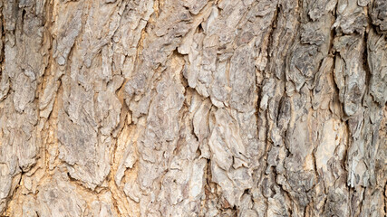 The bark of the succulent. For the background image.