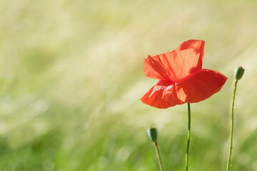 Beautiful smooth summer background with poppy flower