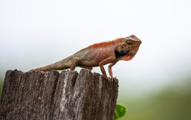 chameleon on a tree