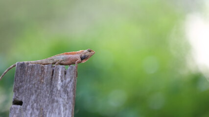 lizard on a tree trunk