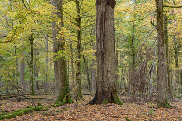 Broken trees in autumn