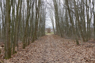 Manchmal sieht man den Baum vor lauter Wald nicht mehr