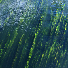Fototapeta na wymiar Long green algae underwater, top view