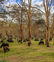 Fototapeta na wymiar Kenyan wildlife