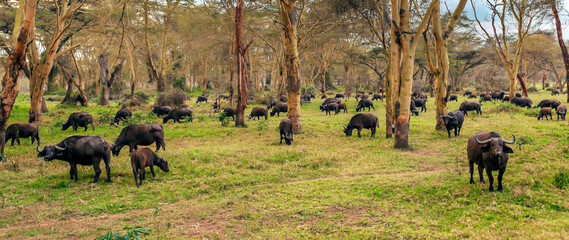 Kenyan wildlife