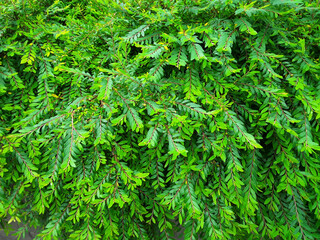 green leaves for the background
