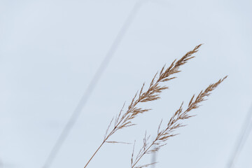 Two common bents sway in the wind.