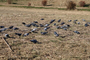 鳩の群れ。　　草地に群がり餌をついばむ鳩