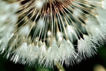 macro of dandelion