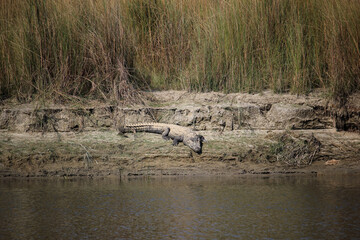 crocodile on the river bank covered in mud