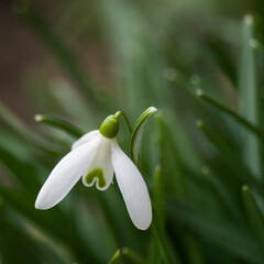 Fototapeta premium snowdrop flower in nature