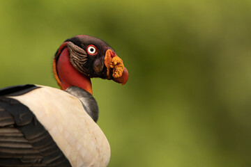 Close up profile head shot of a King Vulture with a green background.  