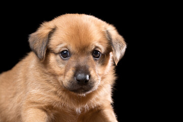 Portrait of a beautiful puppy on a black background.