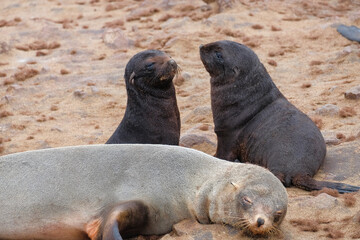 Fototapeta premium sea ​​lion family