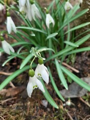 snowdrop flower in spring