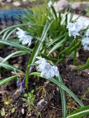 Obraz premium flowers snowdrops