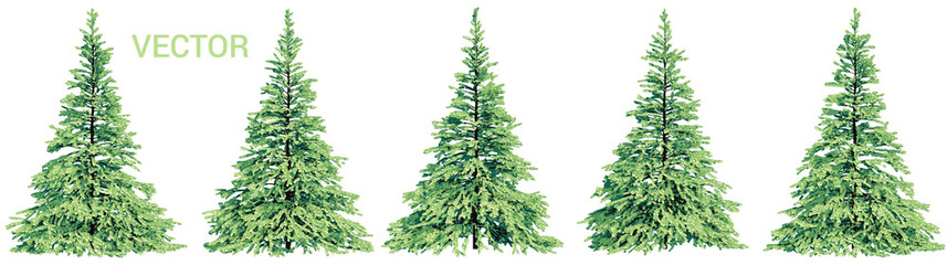 Vector collection of realistic colorful spruce trees isolated on a white background - 409598468