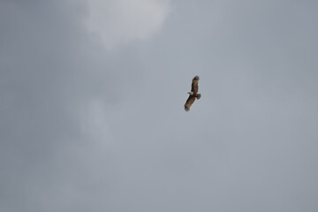 Brahminy kite bird soaring high up in the sky