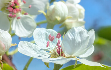 Apple tree flower close-up. Selective focus and blurred plan.