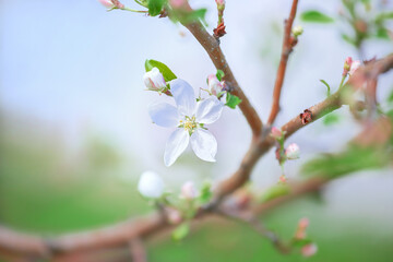 Apple tree flower close-up. Selective focus and blurred plan.