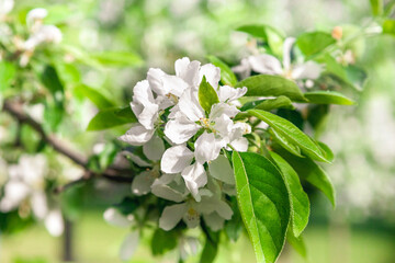 Branch of apple tree with white and pink flowers close-up. Selective focus and blurred background.