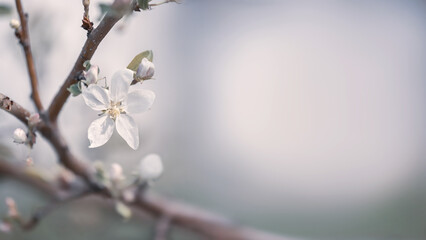 Apple tree flower close-up. Selective focus and blurred plan. Cold / bluish tonting, place for an inscription, postcard