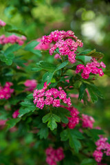 Amazing spring flowering shrubs in the garden. Branch of a blossoming scarlet hawthorn. Crataegus laevigata 'Rosea Flore Pleno'