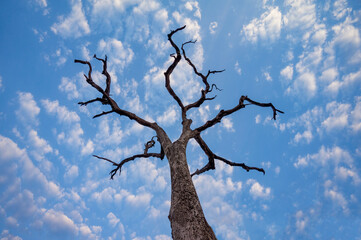 A dead tree is silhouetted against a blue sky in the Zambezi River Valley of Zimbabwe.