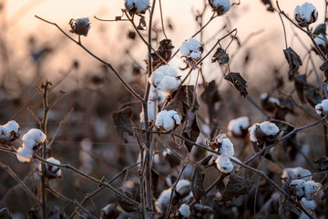 Cotton is a soft, fluffy staple fiber that grows in a boll, or protective case, around the seeds of...