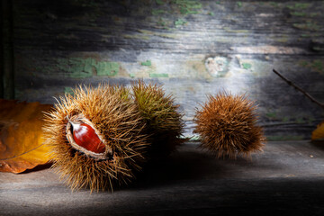 Autumn Still Life of Chestnut With Dried Shells