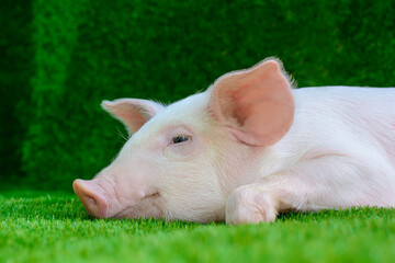 Piglet lying on green grass