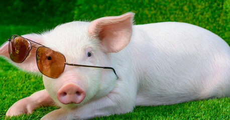 Piglet in sunglasses on green grass