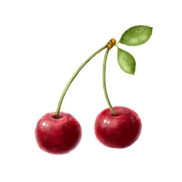 hand drawn cherry, watercolor and pencils stile, food illustration, t-shirt design