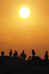 bird ssilhuettes on sunset