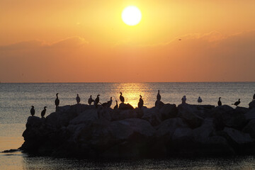 Bird silhuettes in sunset