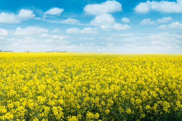 Oilseed rape, rapeseed field flowering in farmland  in countryside , spring landscape under blue with cumulus fluffy clouds  sky on sunny day in springtime