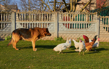 dog and chickens,German shepherd dog with chickens in the yard