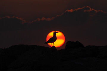 Seagull in front of sun 2