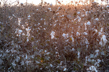 Cotton is a soft, fluffy staple fiber that grows in a boll, or protective case, around the seeds of...