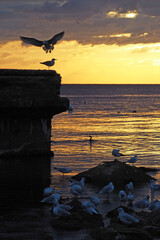 Seagulls at the evening