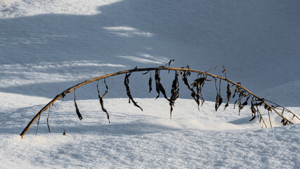A dry blade of grass bent under a layer of snow