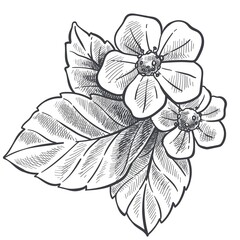 Strawberry plant with leaves and flower in bloom