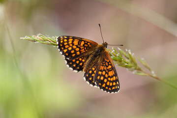 A Heath Fritillary Butterfly basking on grass.