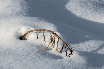 A dry blade of grass on a sunny winter day