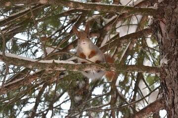 squirrel on a tree