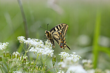 A Swallowtail Butterfly nectering on white flowers.