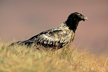Immature endangered bearded vulture (Gypaetus barbatus) perched on the ground, South Africa.