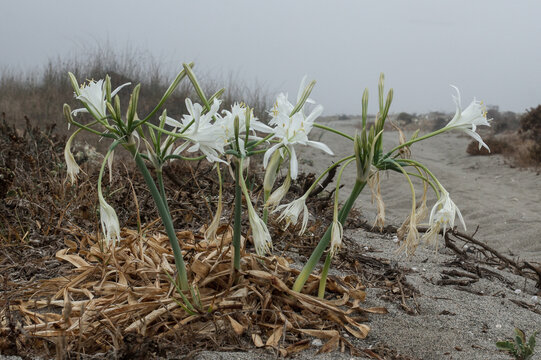 Pancratium maritimum , lirios de playa