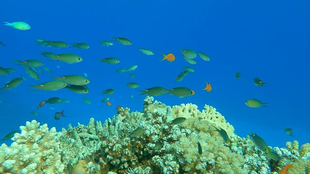 Colorful tropical fish swims near beautiful coral reef on blue water background in sun rays. Arabian Chromis (Chromis flavaxilla) and Lyretail Anthias or Sea Goldie (Pseudanthias squamipinnis)